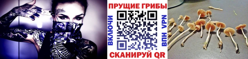 продажа наркотиков  Череповец  Псилоцибиновые грибы Psilocybine cubensis 